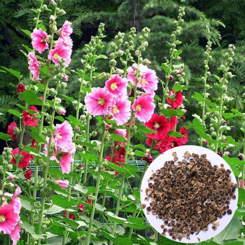 陆地 蜀葵花种子 花卉种子盆栽地载 阳台 一斤 半斤