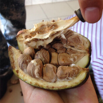 室内盆栽绿植发财树种 独杆辫子发财树种子 绿