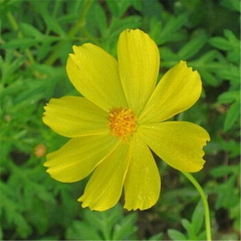 千姿秀 波斯菊种子混色 盆栽易种花种子 格桑花