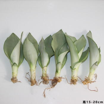 白玉虎皮兰15-20厘米6棵 裸根不带土