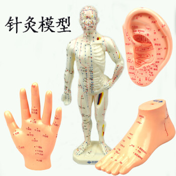 中医针灸穴位人体模型教学男女高清经络铜人刻字模型小人全身 手脚耳