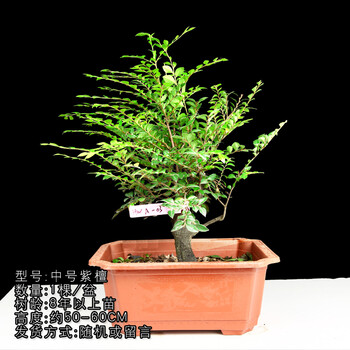 小叶紫檀盆景树苗老桩造型盆栽园艺花卉植物黑骨茶耐寒常青大绿植 a图片