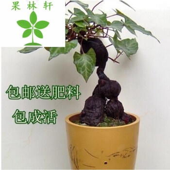 果林轩绿植盆栽植物 盆景何首乌苗乌发强筋骨之功效中药药材 根茎4-5