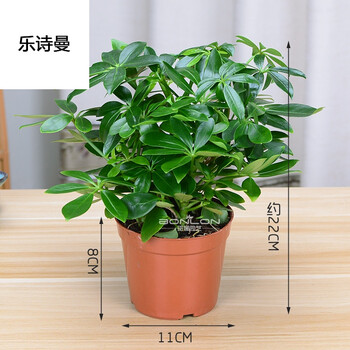 乐诗曼鸭掌木七叶莲绿植小盆栽水培花卉植物办公室内盆景 简易盆款(大图片