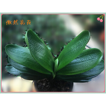 花明柳媚精品君子兰圆头麻脸短叶和尚暴龙君子兰花盆栽鞍山君子兰小苗图片