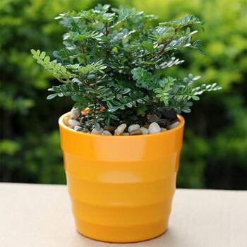 多肉吧 清香木 客厅办公室内桌面植物清香木盆