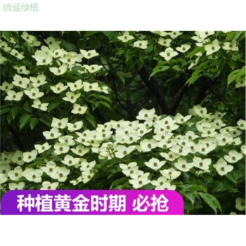 逍遥野生四照花糖梨儿山荔枝阳台庭院园艺盆栽绿化花卉水果苗木 5年