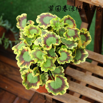 园艺百年温哥华盆栽花苗室外庭院花园耐寒耐冻花卉植物枫叶天竺葵花苗图片