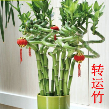 水培植物富贵竹转运竹开运竹龙竹观音竹水培客厅室内大叶竹 转运竹80