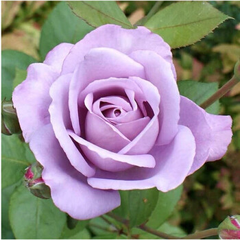 元井 香水玫瑰花苗 蓝月 盆栽浓香大花月季苗 花