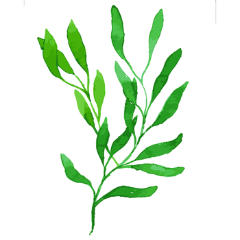 zuo北欧客厅绿色植物花卉diy数字油画油彩画小清新装饰画龟背树叶子图片