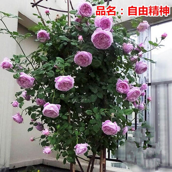 进口欧月月季花苗 自由精神 藤蔓月季生长快浓