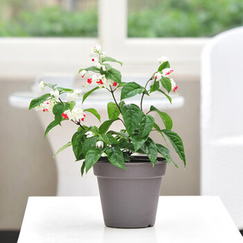 沫澄 绿植盆栽 爬攀援花卉龙吐珠 栽培容易的白