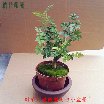 纳邦 微型小品盆景对节白蜡小微型盆景苗对接白腊树桩