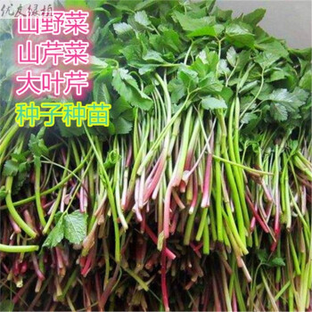 优友野生山芹菜种子东北野菜大叶芹山区特产蔬菜种苗野芹菜盆栽地栽