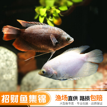 红尾招财白招财鱼热带鱼观赏鱼黄金战船招财鱼大型鱼水族宠物鱼活体鱼