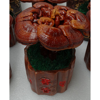 灵芝盆景盆活体栽嫁接赤灵芝室内观赏禅意成品灵芝盆景 书香 带盆栽好