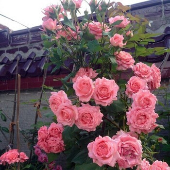 新品月季花苗 日本月季 珊瑚果冻 抗病 多季重复开花 小苗【图片 价格 品牌 报价】-京东