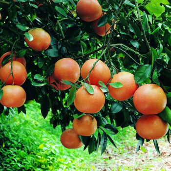 (桔子种子)橘柑 盆栽桔子 家庭庭院种植 美观 净