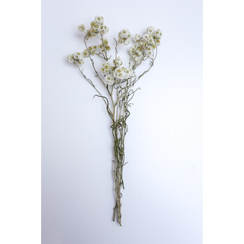 (深夜花园)香青花装饰干花束ins家居干花装饰满天星干花花束干花北欧