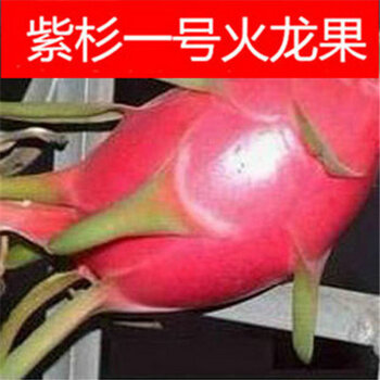 春天来了 盆栽 红心火龙果 火龙果苗火龙果树苗