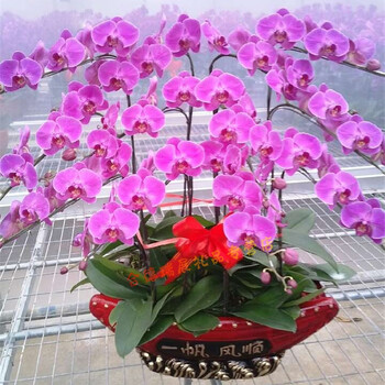 色蝴蝶兰花卉盆栽春节年宵花卉送礼韶关始兴仁