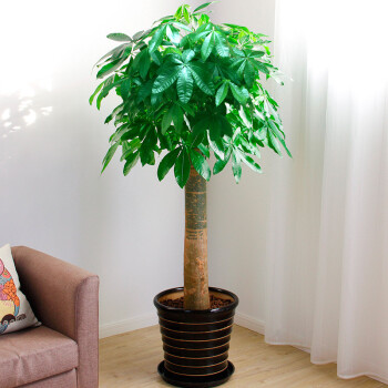 淳齐 大型 独杆大发财树 大型室内观叶绿植盆栽 不含盆 1米5-1米6左右