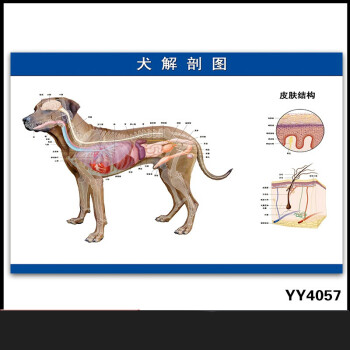 犬解剖图皮肤毛囊结构展板 畜牧医院宠物诊所医学挂图