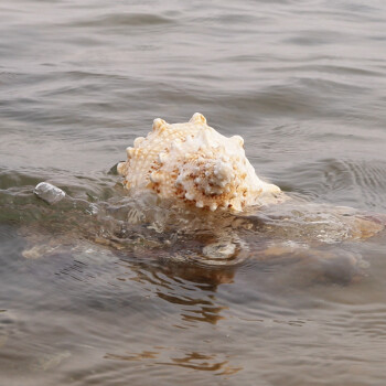 海贝海天然海螺贝壳 天然金口蛙螺 天然家庭摆饰品 家居装饰海洋风摆件