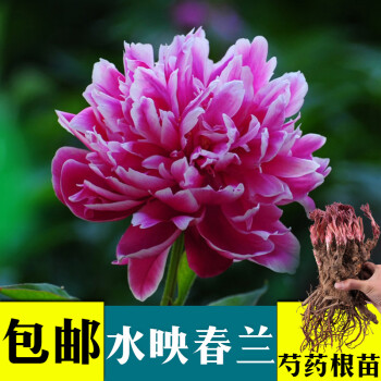 芍药根块多年生芍药种根带芽室内花卉盆栽庭院地栽植物牡丹花苗 水映