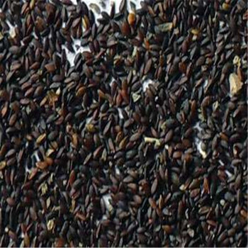 小种子撬动大工业——景洪市国家区域性冬繁基地绘就种业复兴新图景