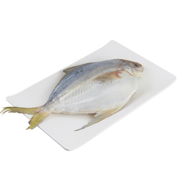渔鼎鲜 东海冷冻大鲳鱼白鲳鱼 舟山特产 430-480g