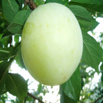 雅卉(YAHUI)果树苗黑布林李子树苗盆栽地栽南