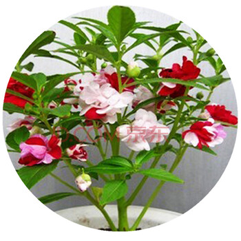 泰西丝 七彩凤仙花盆栽花草指甲花室内阳台四季植物花种子 百合