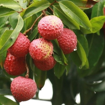 【景叶园】果树苗木糯米糍妃子笑无核 番荔枝