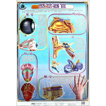 感觉器官-科普教育立体挂图 匹欧匹实业有限公司 9787539760018【图片 价格 品牌 报价】-京东