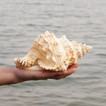 海贝海天然海螺贝壳 天然金口蛙螺 天然家庭摆饰品 家居装饰海洋风摆件