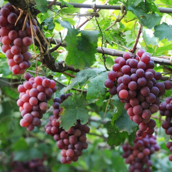 葡萄苗 当年结果爬藤大苗大葡萄树苗果树苗 盆