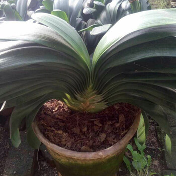 精致仙人掌金钱树发材树绿钻红掌圣诞花松柏等