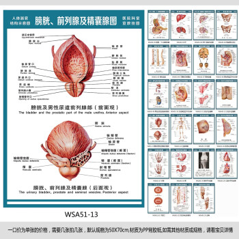 《医院科室挂图 结构图 膀胱及男性尿道前列腺