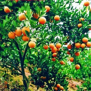 脐橙甜橙血橙夏橙嫁接苗木地盆栽南北方种植 