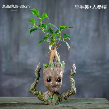 格鲁特盆栽小树人 花盆植物发财树水培室内吸甲醛净化