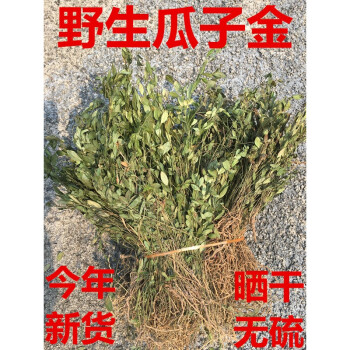 野生瓜子金草来马回干鲜小远志银不换瓜子草辰沙中草药二月花包邮