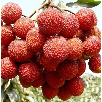 天诺园艺 荔枝苗嫁接荔枝糯米糍妃子笑无核盆