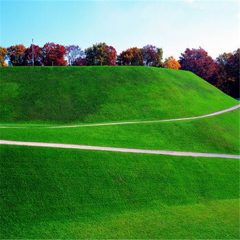 国四季青 马尼拉草籽 百慕大 果岭草不修剪 三叶