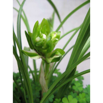 春兰余蝴蝶兰花苗兰花浓香兰草室内庭院花卉植物盆栽 余蝴蝶2苗 裸根