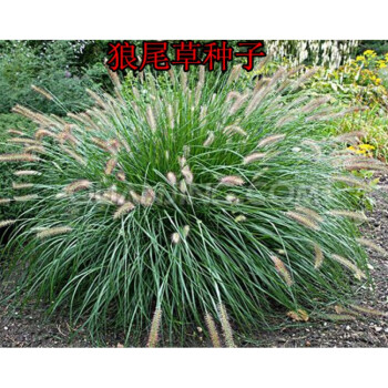 蝶遇 护坡观赏狼尾草种子 狗尾巴草种子 狗尾草种子 芮草种子 牧草