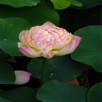 天天特价开口碗莲种苗子水培植物睡莲水生荷花