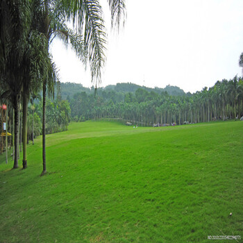 美国四季青k86草坪种子不修剪马尼拉果岭草护