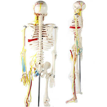 ENOVO颐诺 美术艺用医用标准85CM人体骨骼